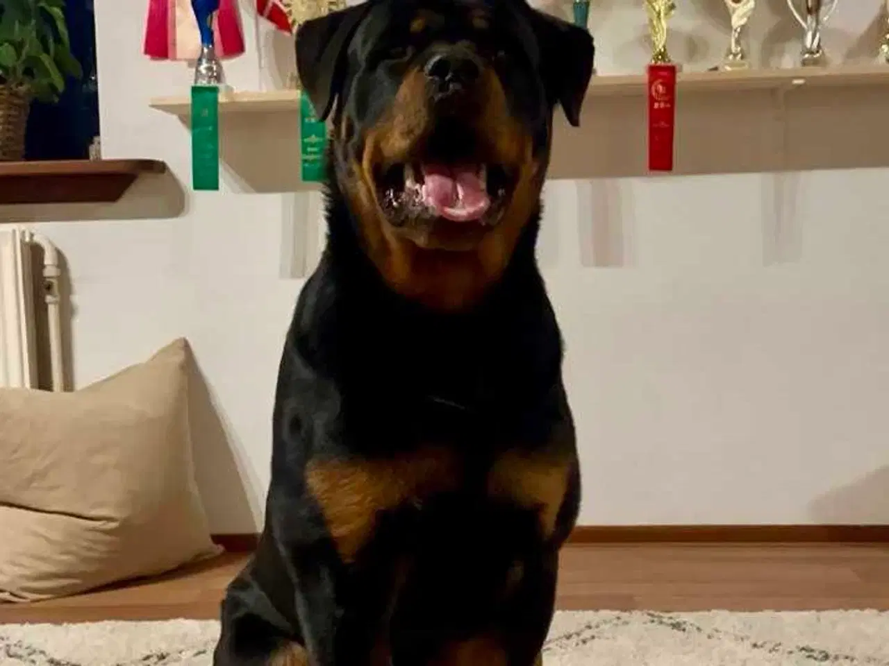 Billede 12 - Rottweiler han 