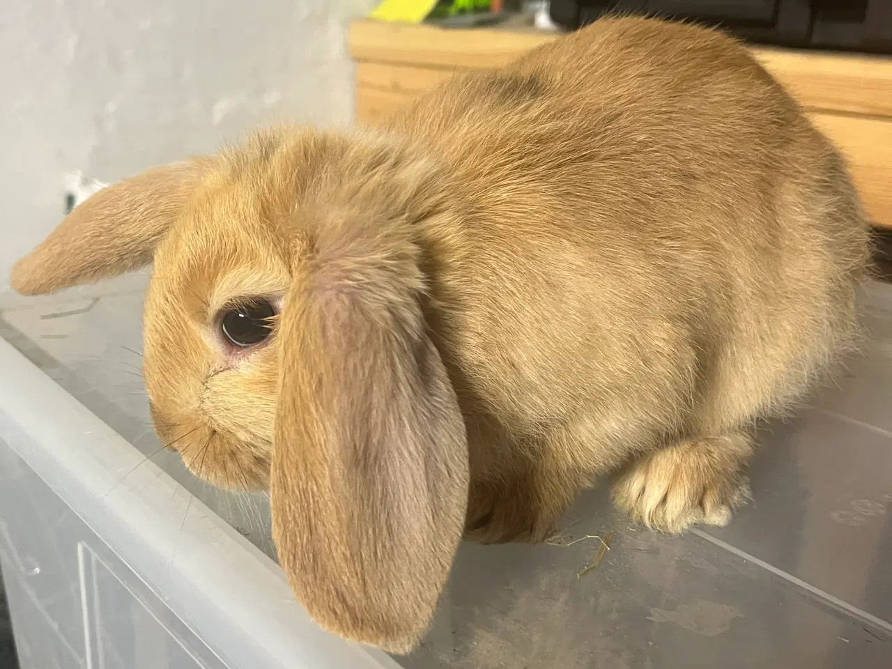 Billede 6 - Blandingskaniner af Fransk Vædder/Løvehoved 