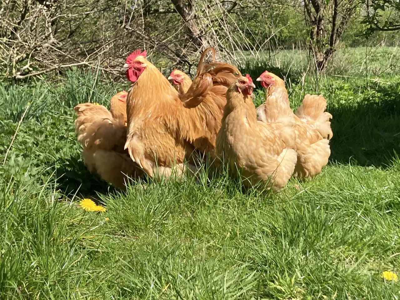 Billede 5 - Rugeæg fra racehøns 