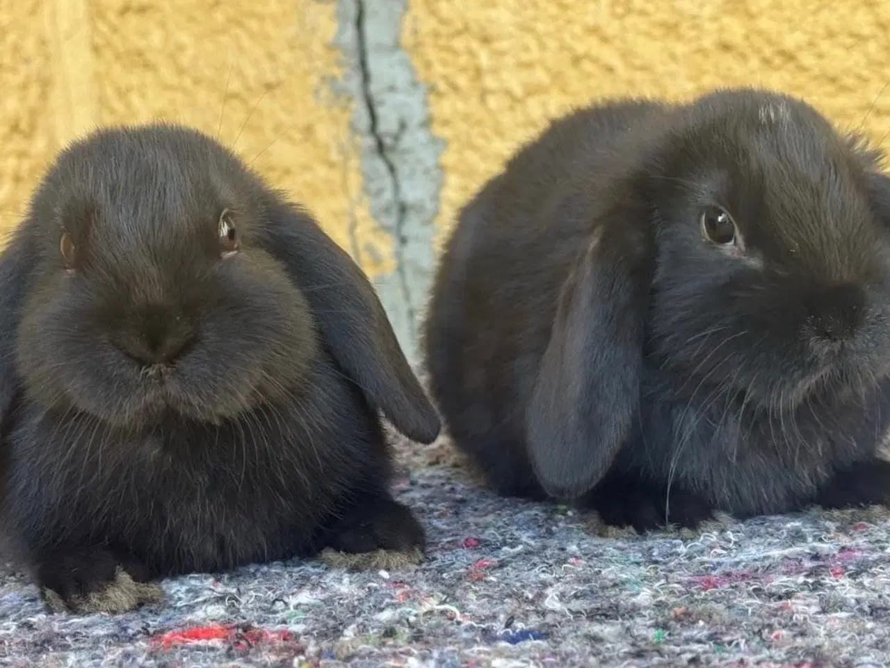 Billede 8 - Han Dværgvædder unger sælges 