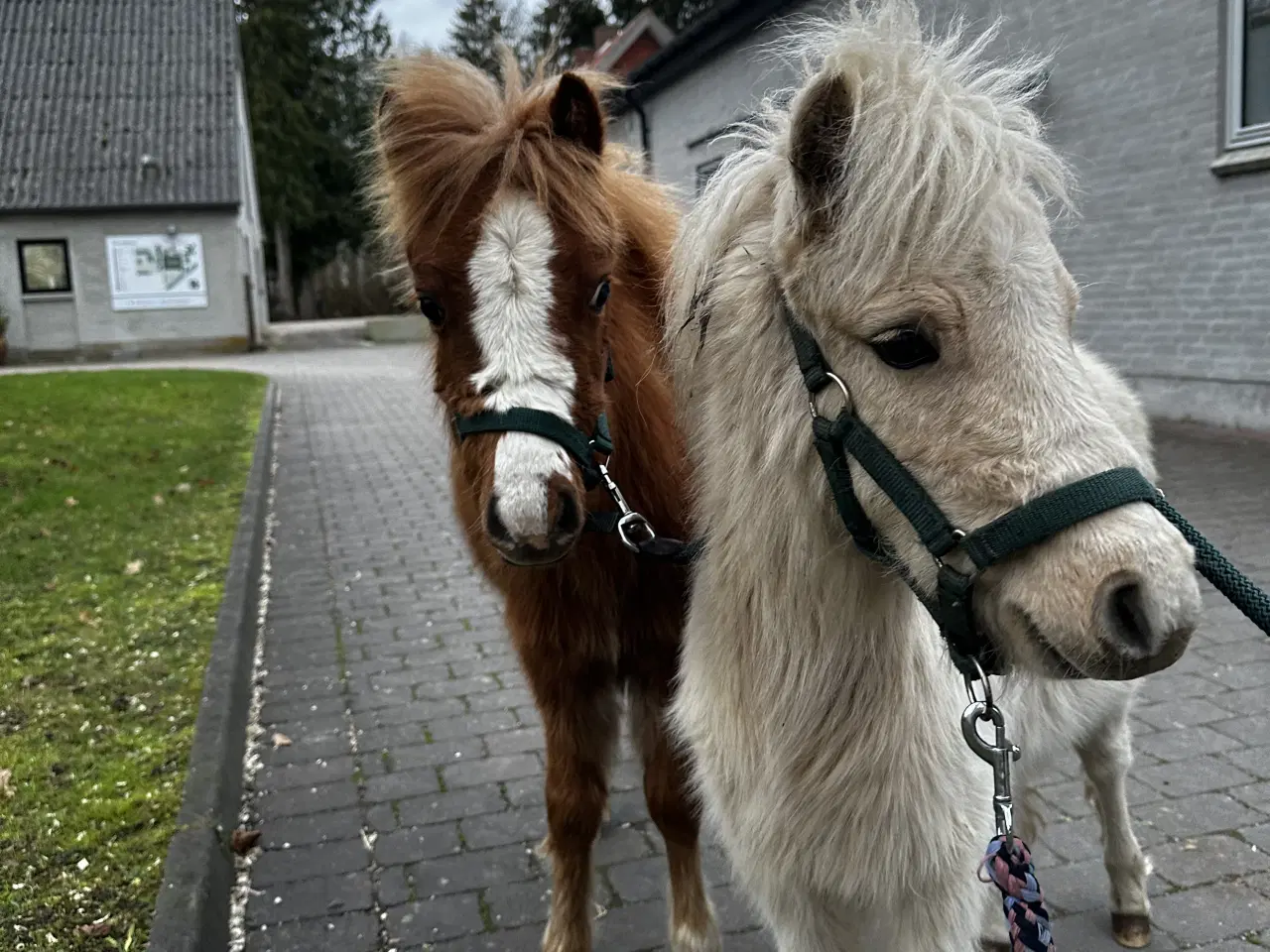 Billede 1 - AMHA PALOMINO PINTO 