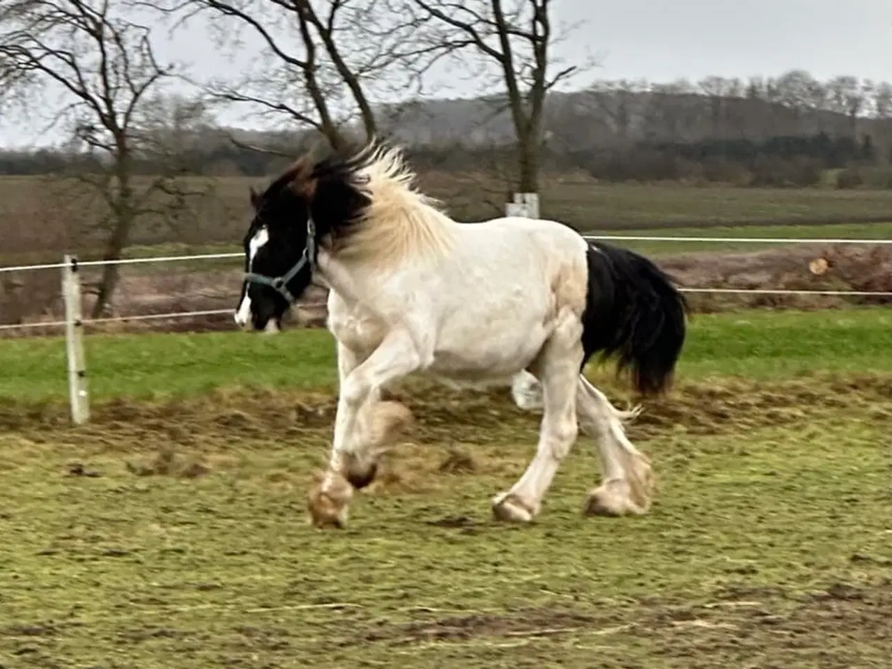 Billede 5 - Sød ung hingst byttes evt til anden hest/pony