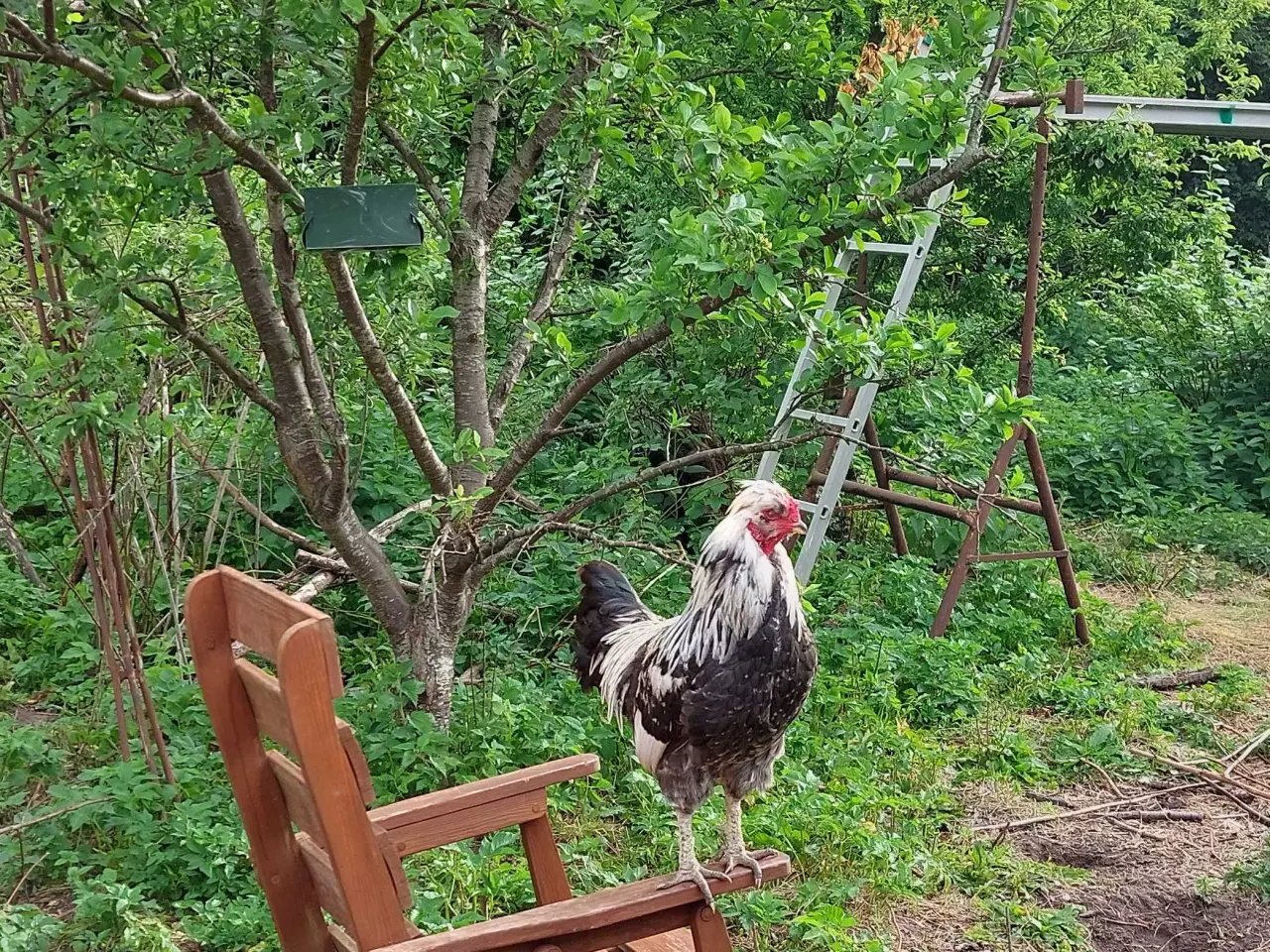 Billede 2 - Blå rugeæg fra blålæggerhøner
