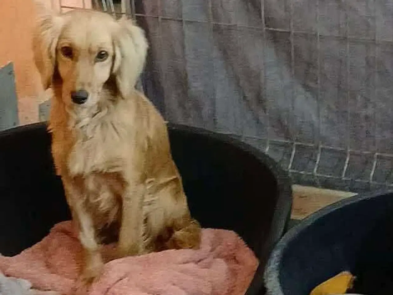 Billede 4 - Muffin søger familie. 