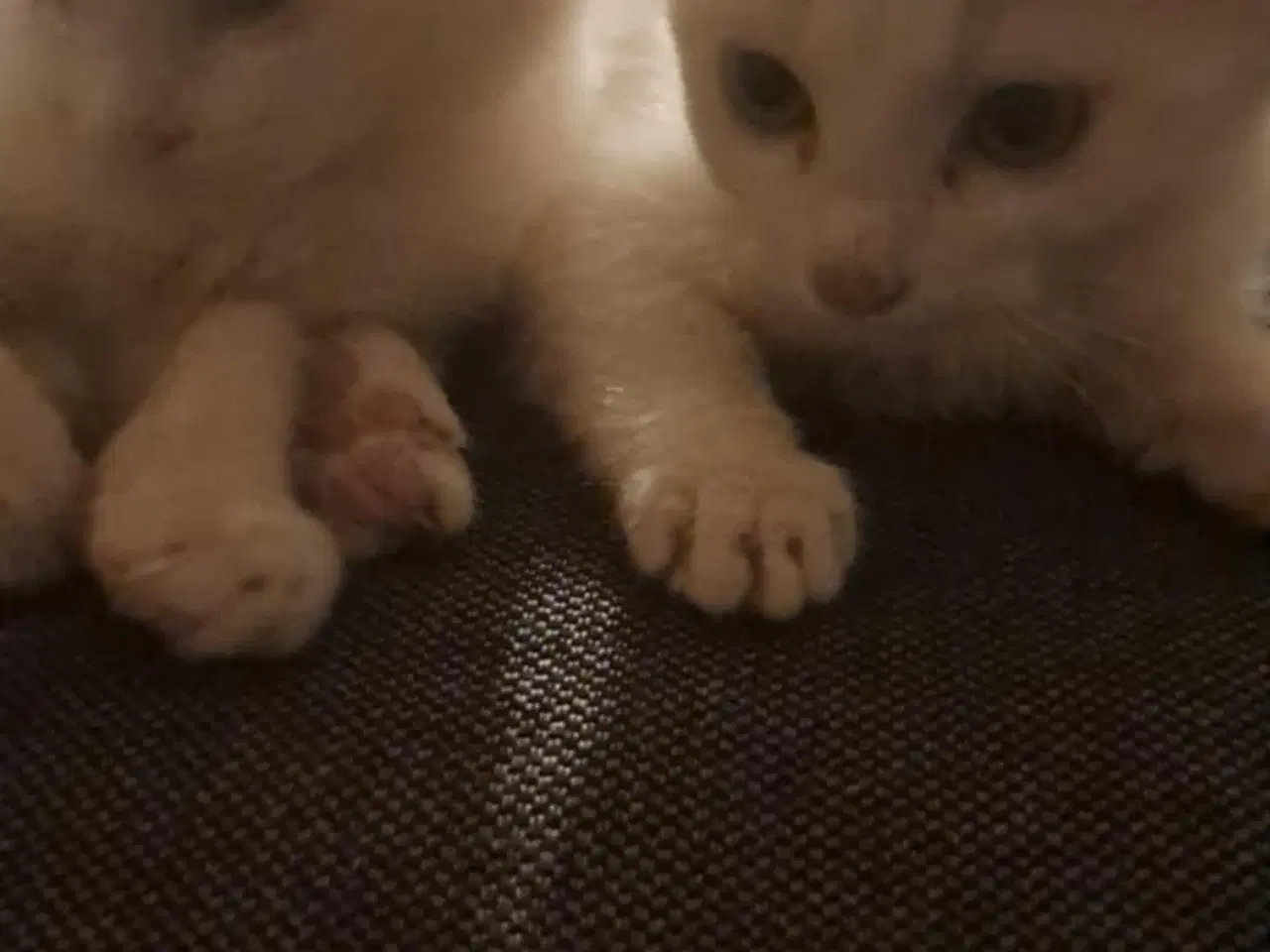 Billede 1 - Fluffy hvide killinger