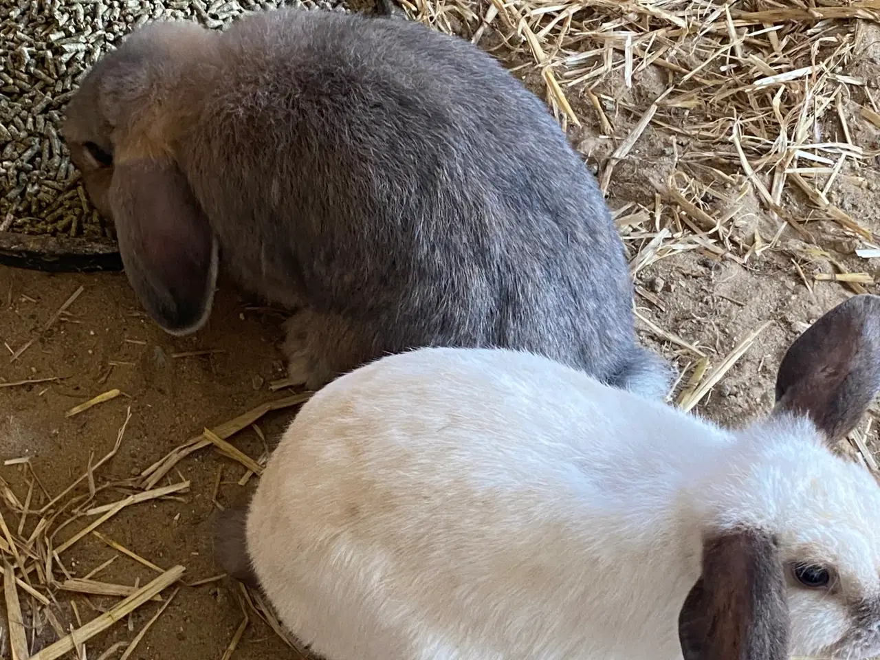 Billede 6 - Mini-lop kaniner