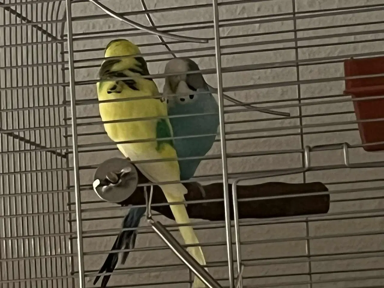 Billede 2 - Engelske og australske undulater 