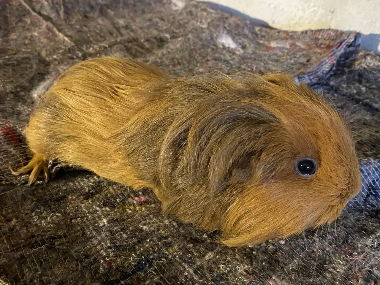 Billede 4 - Marsvin hunner sælges