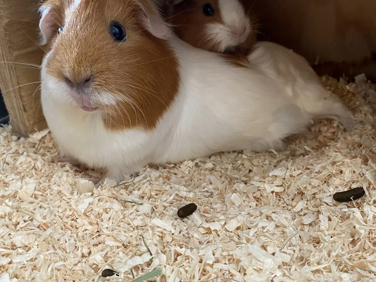 Billede 4 - Den sødeste marsvinunge (hun)