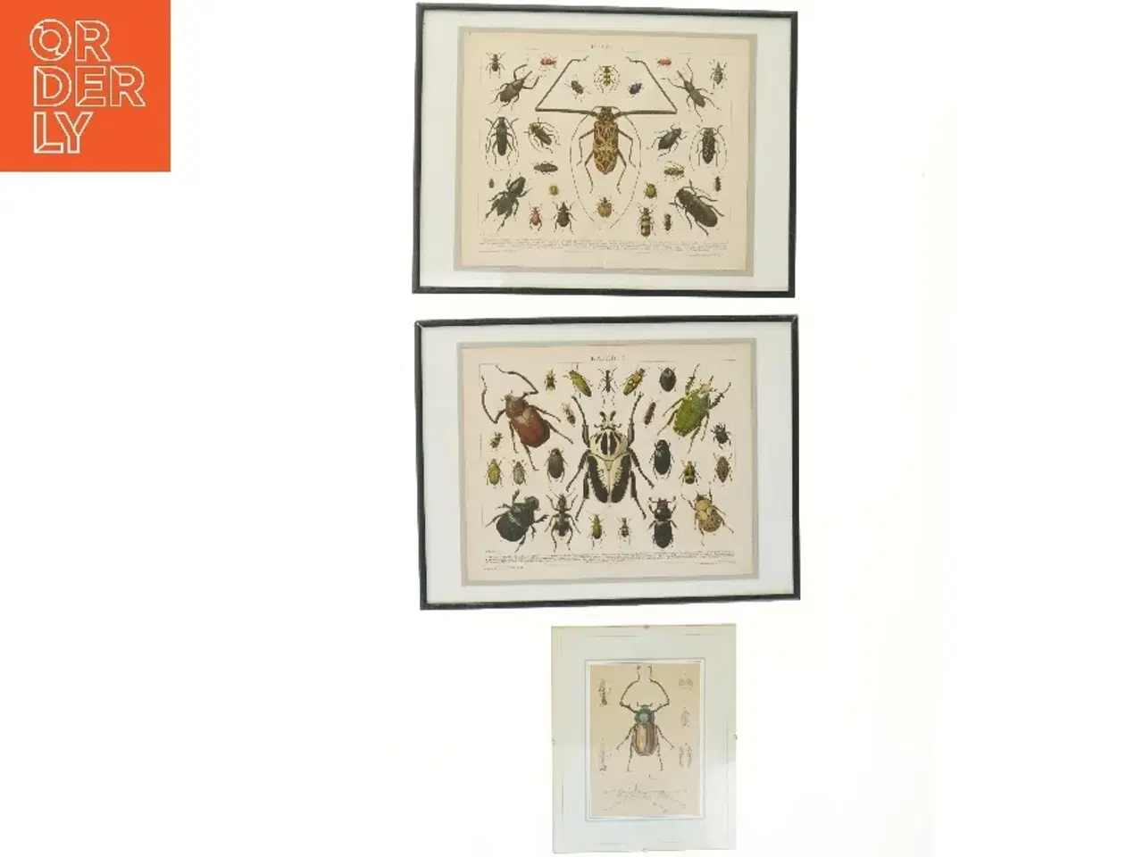 Billede 1 - Sæt af insektprint i rammer (str. 41x31 cm)