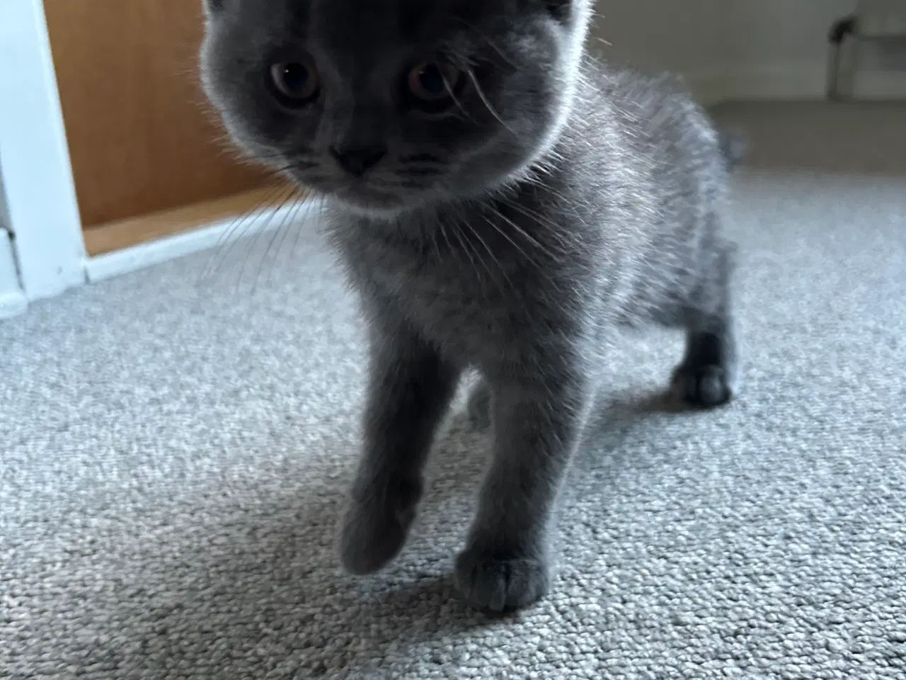 Billede 1 - British shorthair han killing sælges