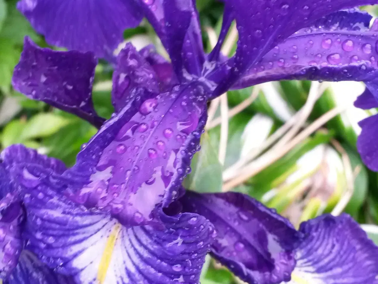 Billede 2 - blå iris