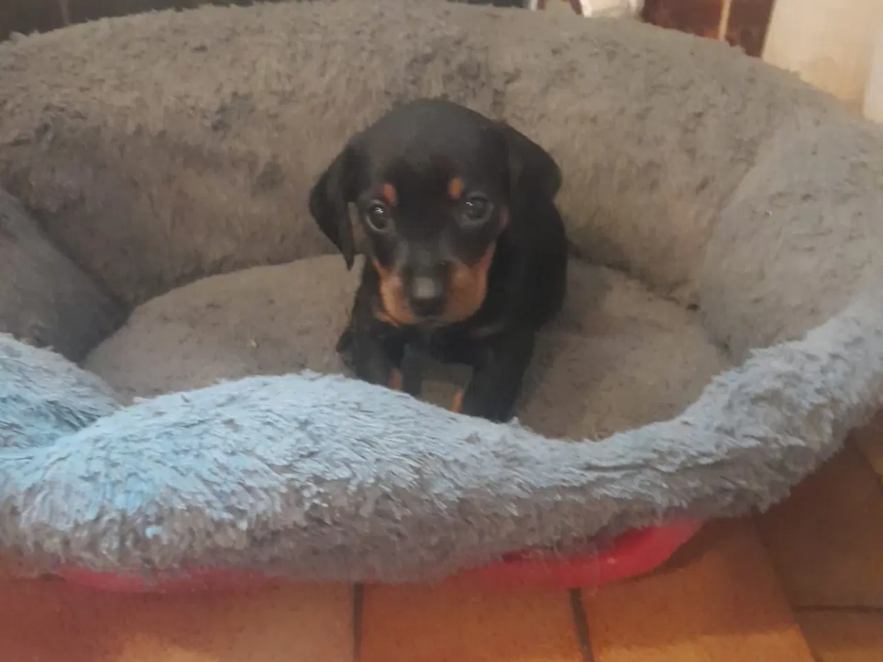Billede 2 - Gravhunde hvalpe korthåret Black and Tan