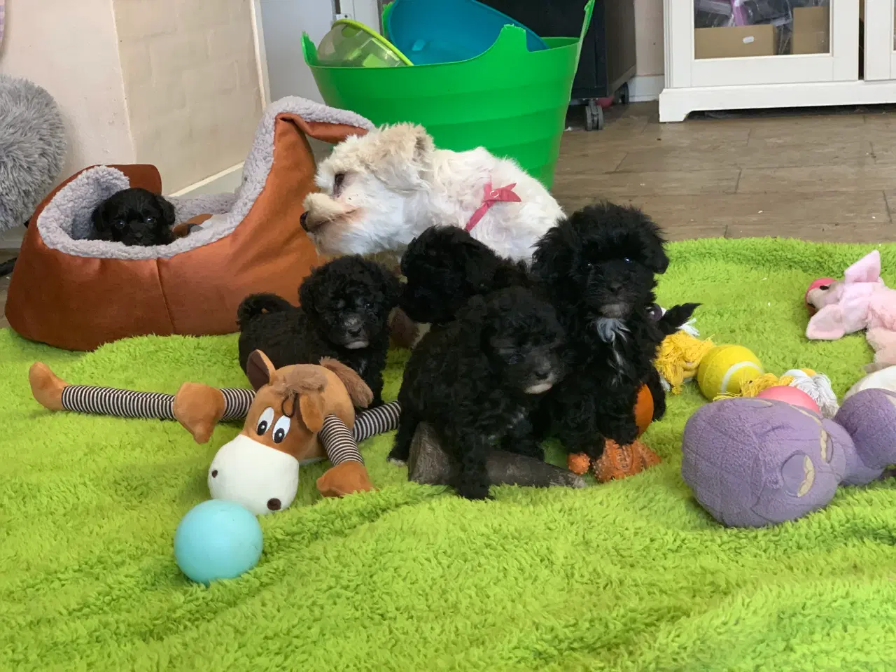 Billede 17 - Mini Maltipoo babyer 