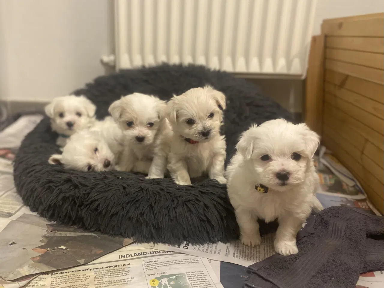 Billede 1 - Coton de Tulear hvalpe