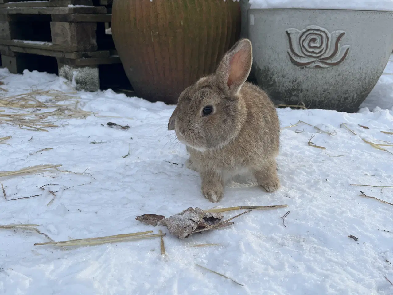 Billede 1 - Sød, tam, børnevant Minilop.