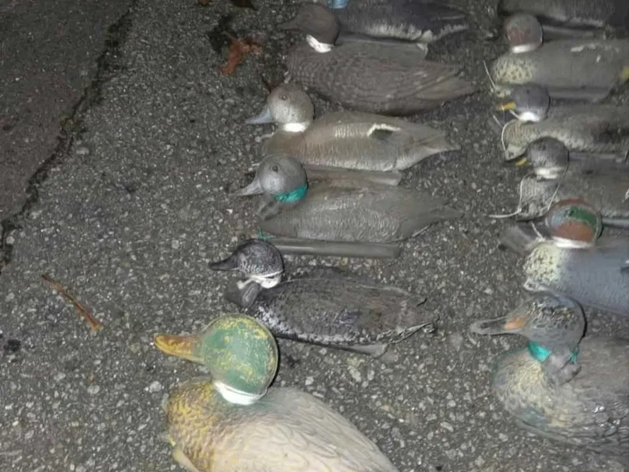 Billede 5 - 22 blandede lokkeænder – Rigget og klar til jagt