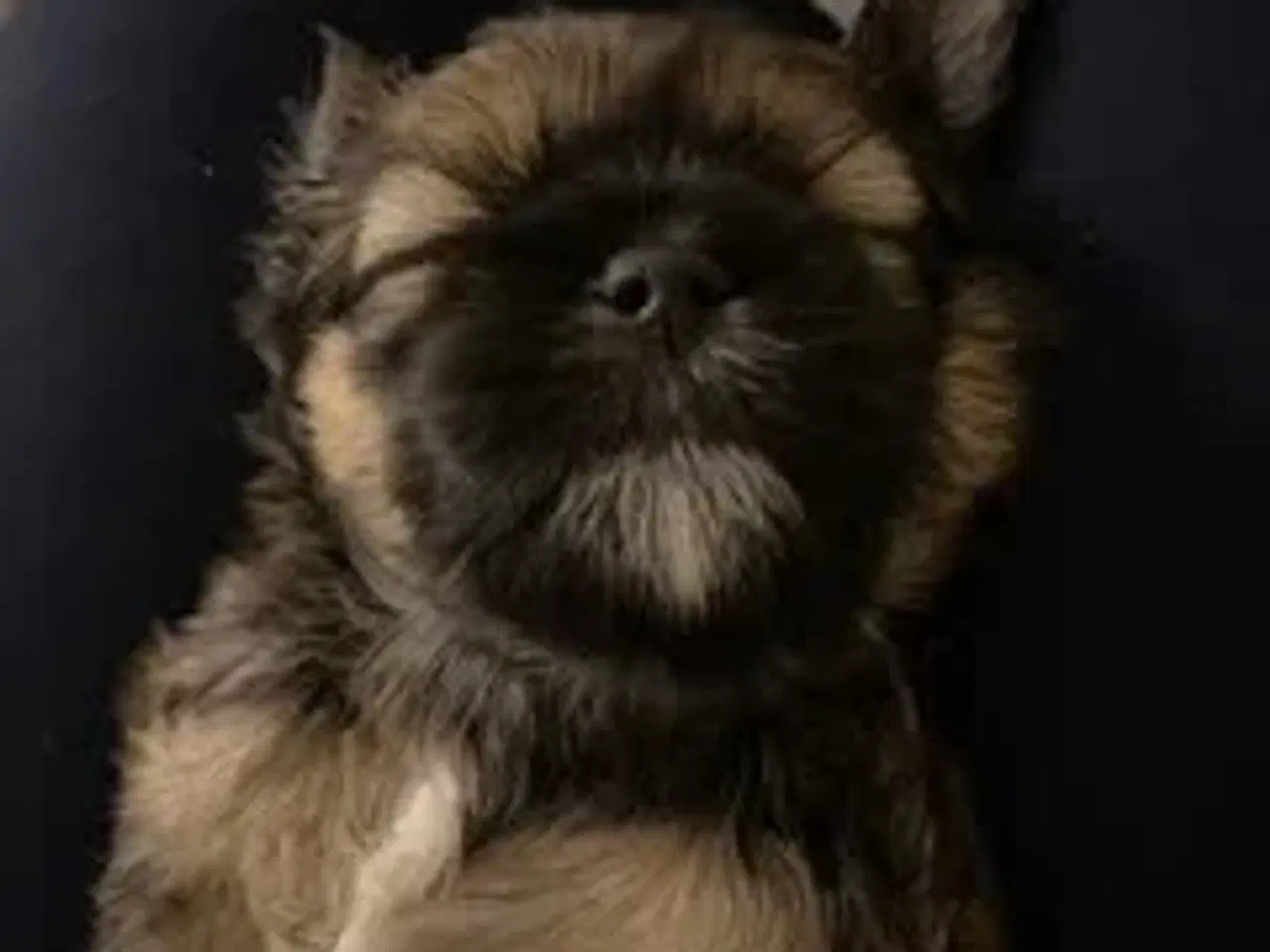 Billede 8 - Skønne Lhasa apso/shih tzu hvalpe søger ny madskål