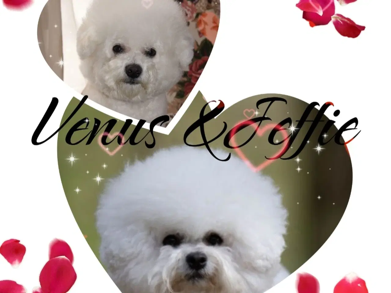 Billede 8 - Bichon Frise allergivenlige hvalpe