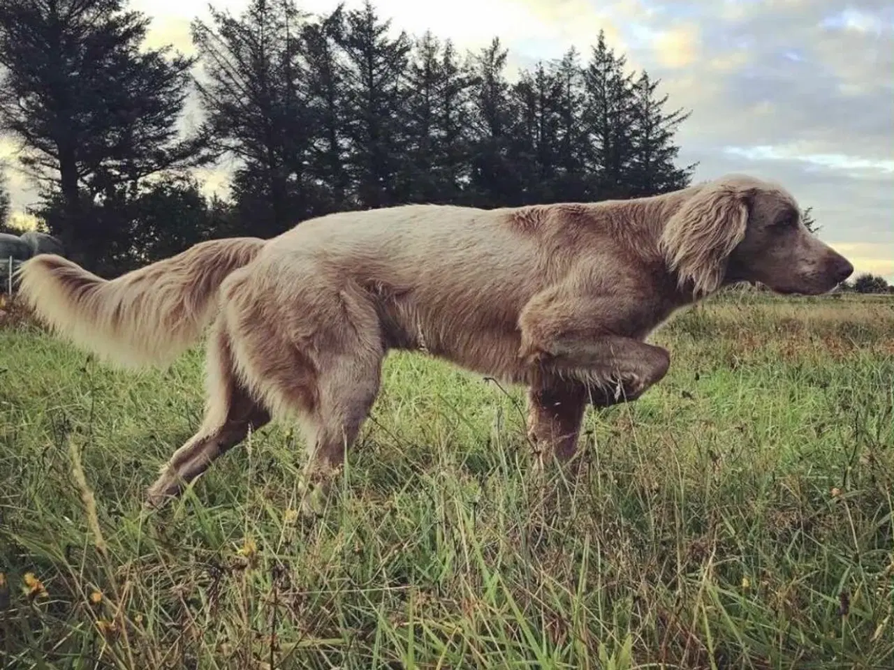 Billede 10 - Langhåret Weimaraner hvalpe