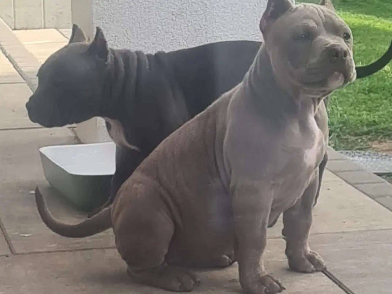 Billede 8 - American Bully Pige ,pocket 