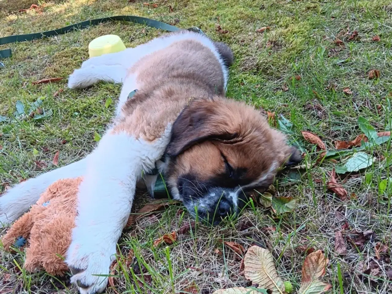 Billede 5 - Hundehvalp 12 uger