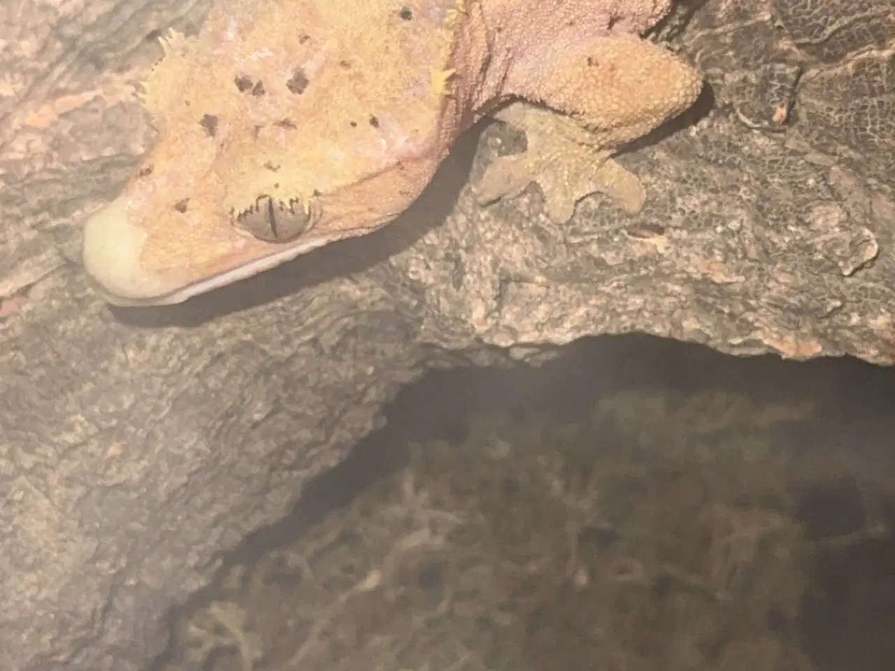 Billede 6 - Sød kronegekko han