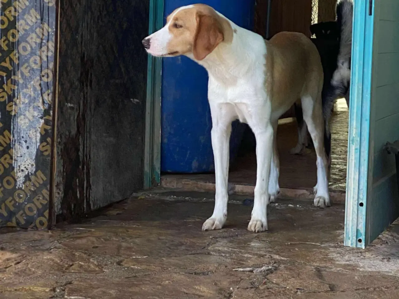 Billede 11 - Skønne Riga søger sit 4ever hjem