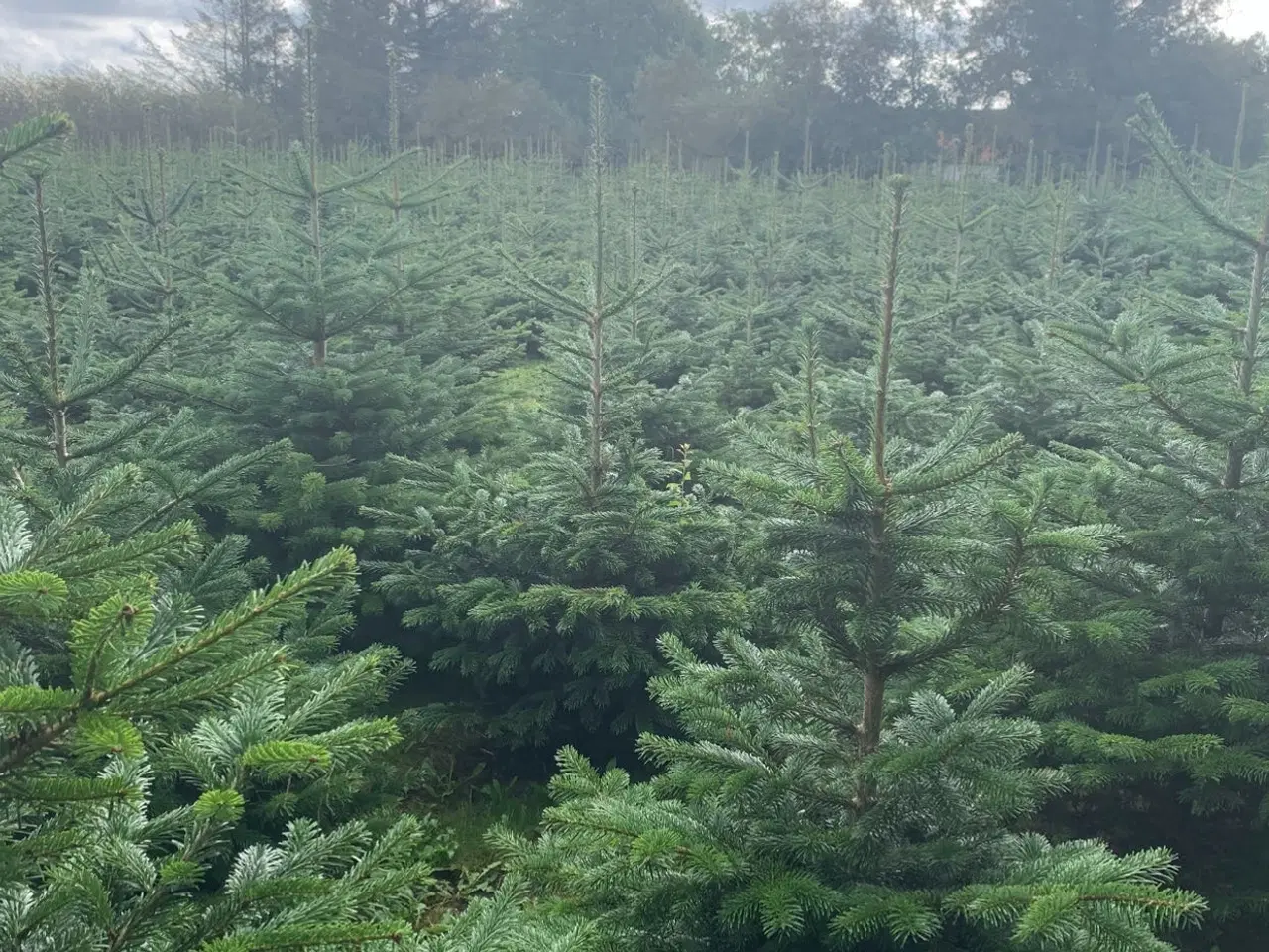 Billede 4 - Fæld selv juletræ