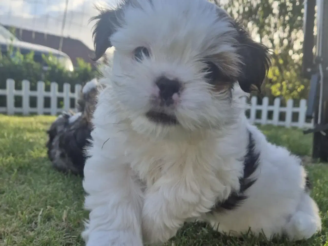 Billede 4 - Lhasa apso/ shih tzu han hvalp