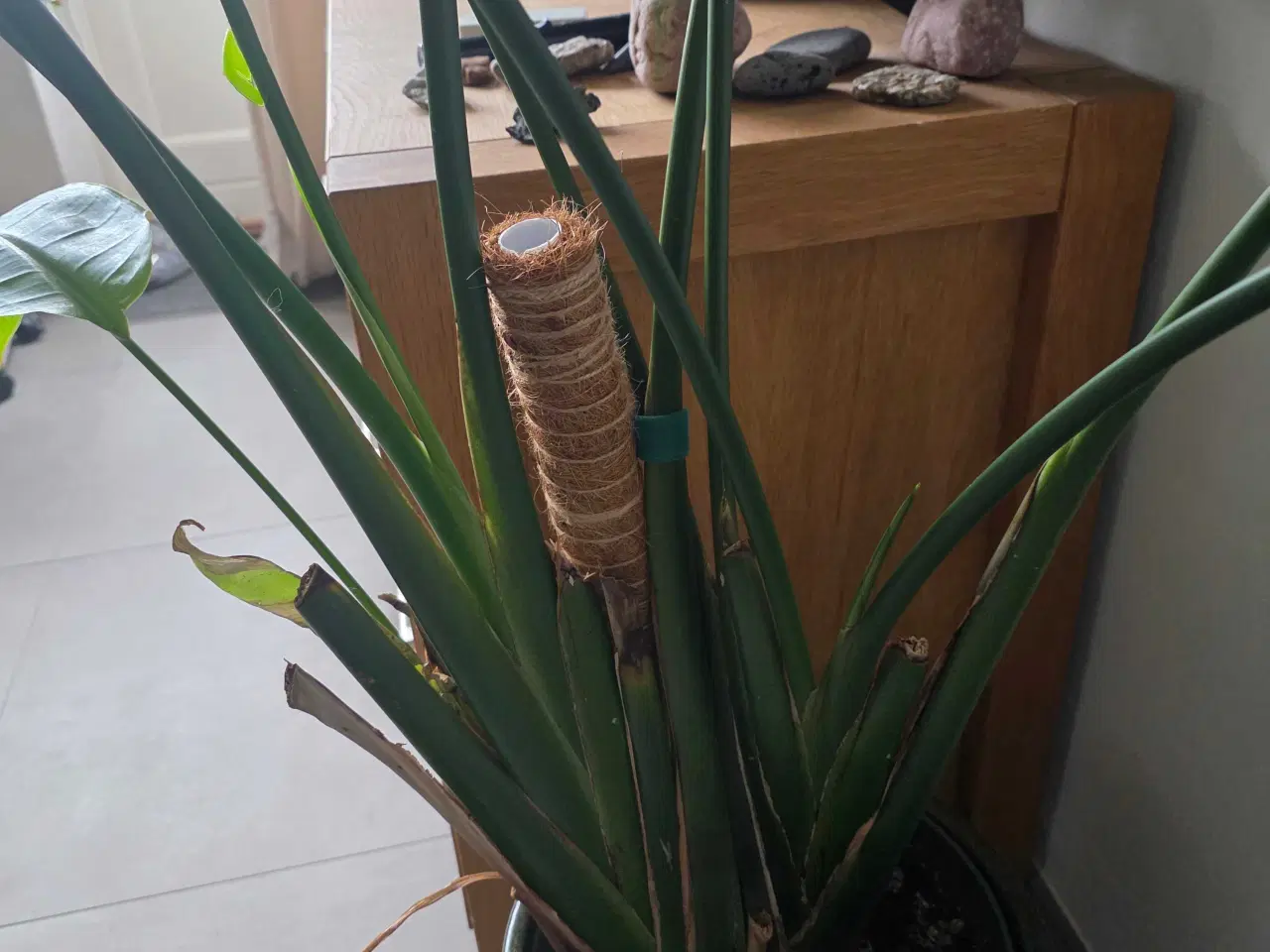 Billede 4 - Paradisfugl plante 150 cm. (Strelitzia 'Nicolai')