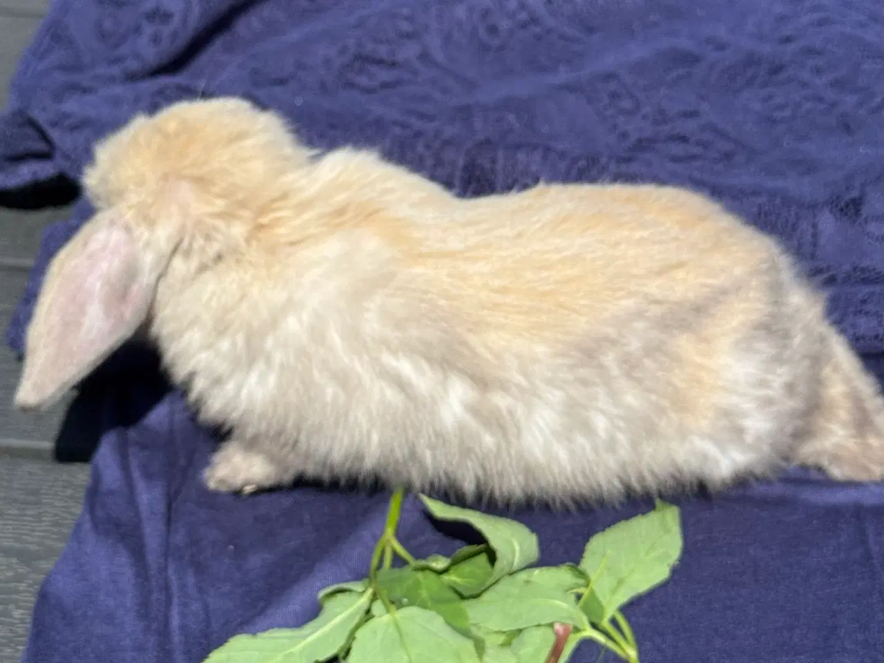 Billede 7 - Mini lop kanin unge