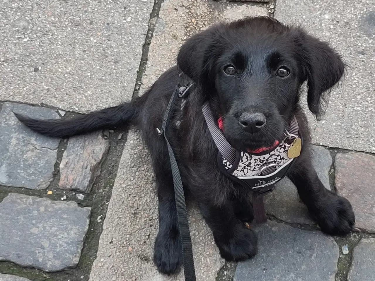 Billede 1 - F2 Labradoodle hvalpe til sommer