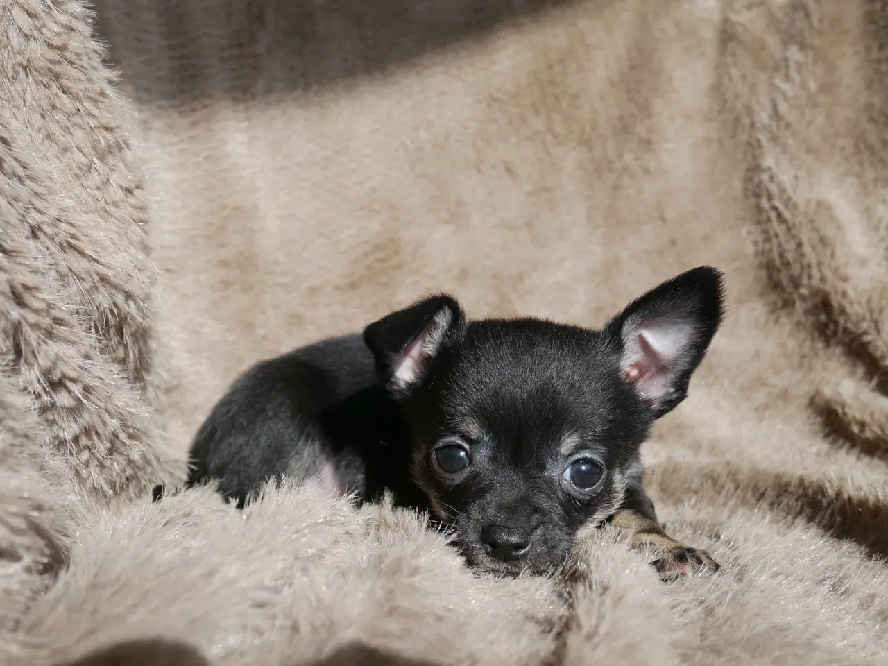 Billede 17 - Små, Superskønne pomchi hvalpe sælges