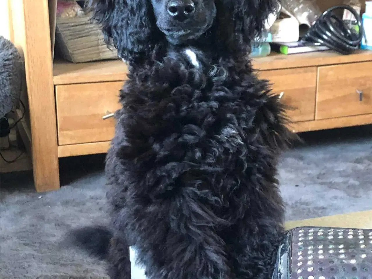 Billede 9 - Bamserne søger ny opvartning 