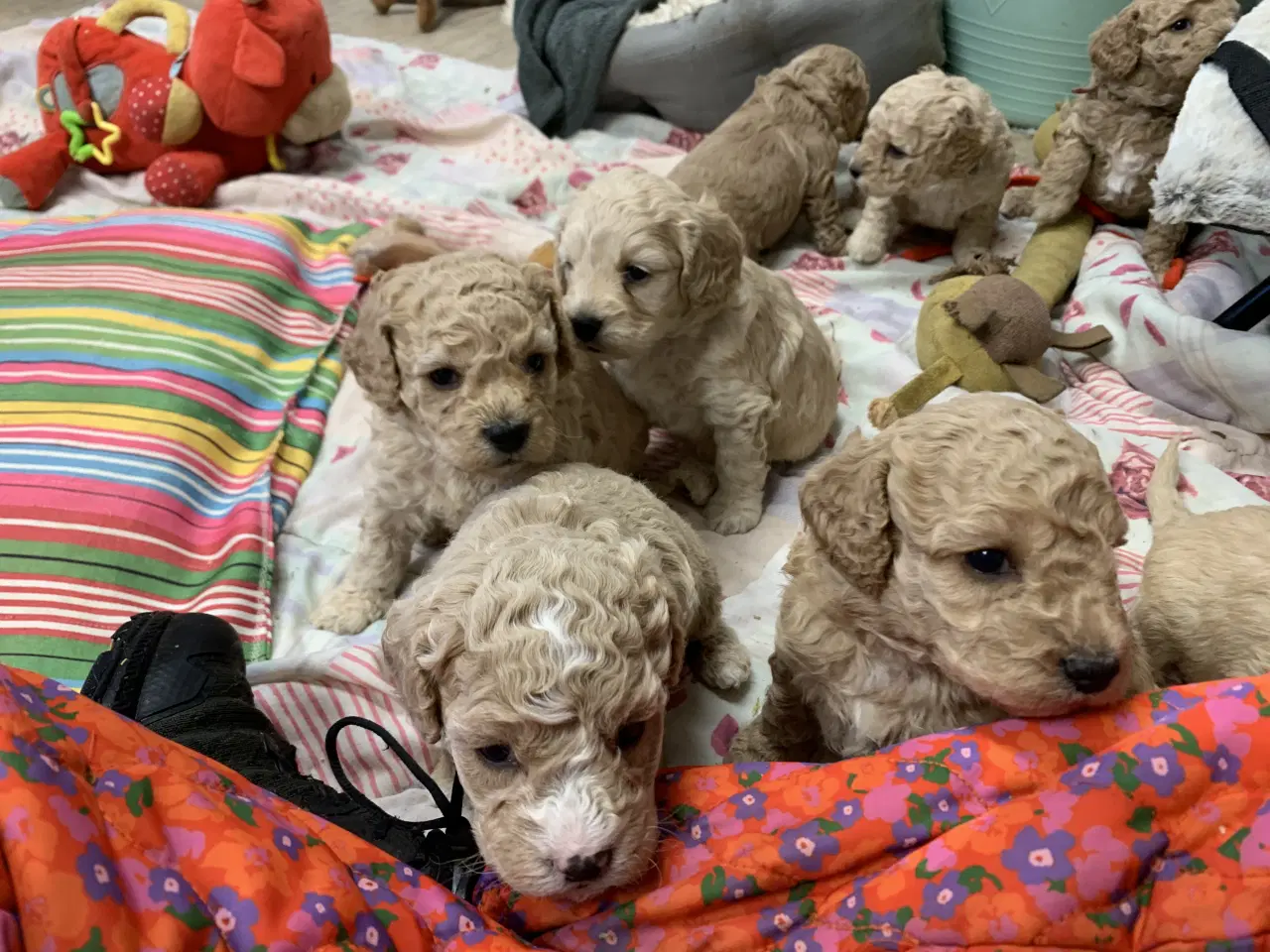 Billede 12 - Amerikanske Cockerpoo babyer 