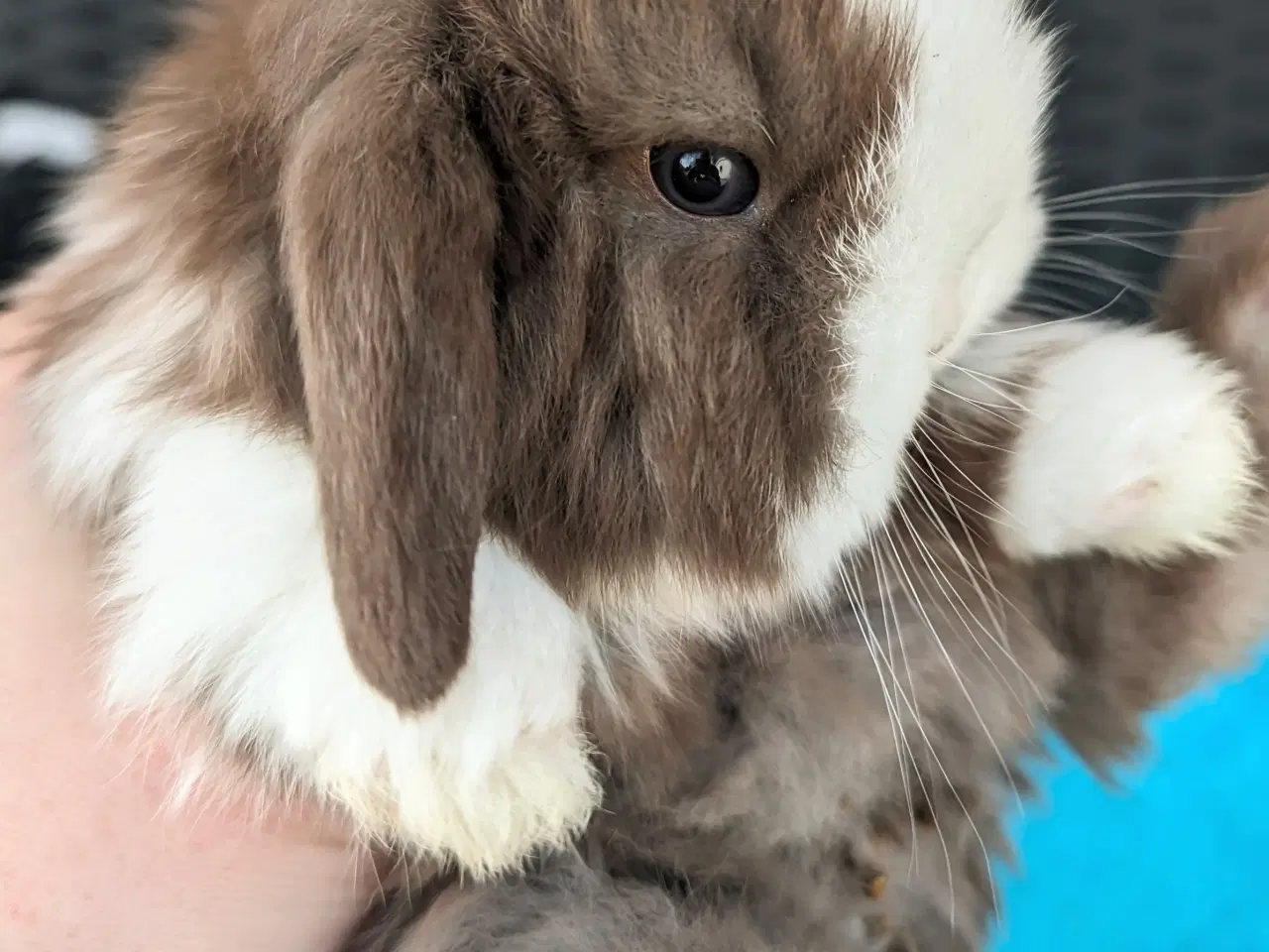 Billede 3 - Minilop kaninunge sælges