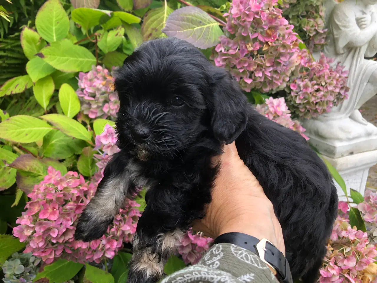 Billede 4 - Lhasa apso / puddel