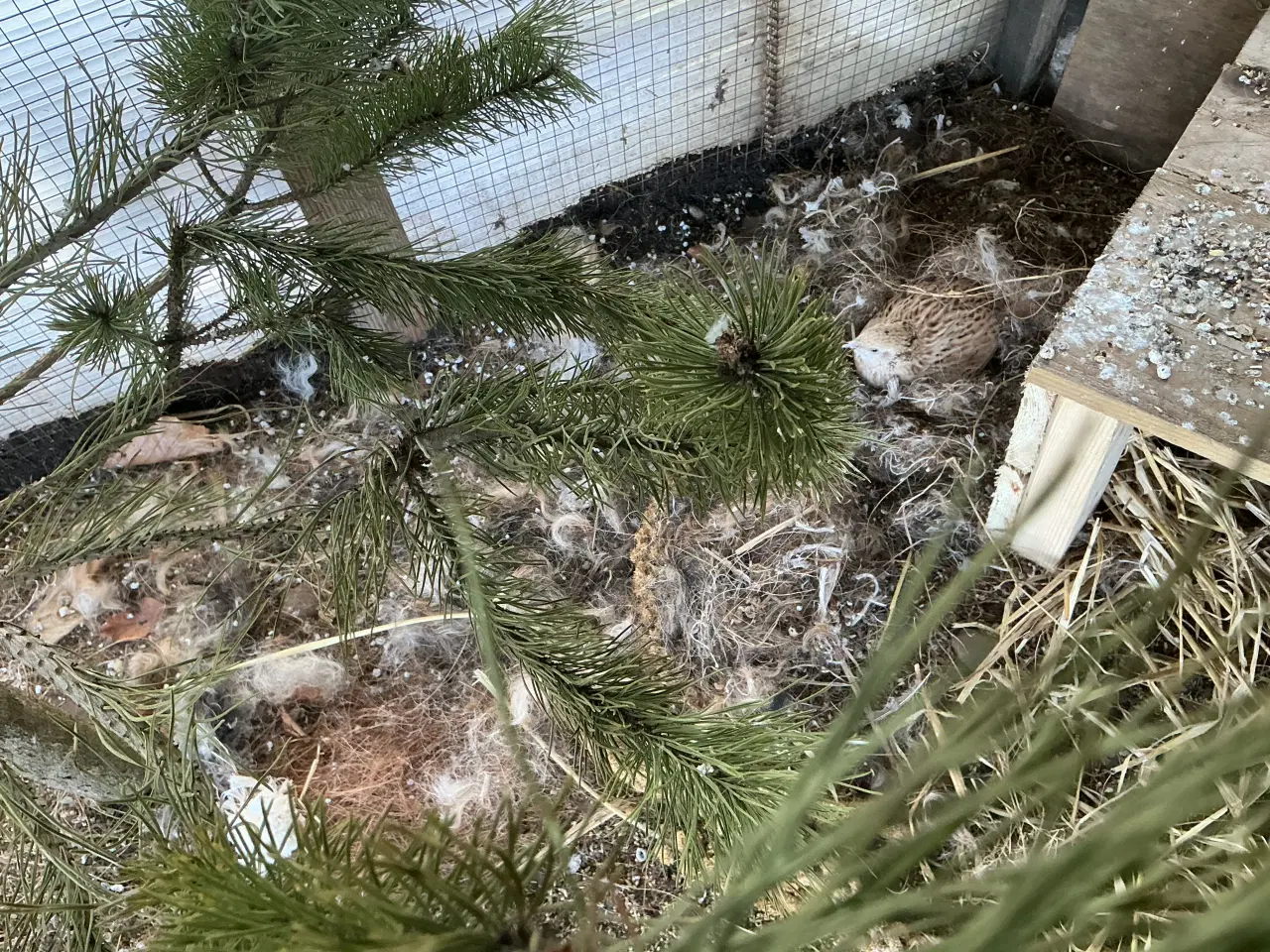 Billede 1 - Jumbo vagtel høne