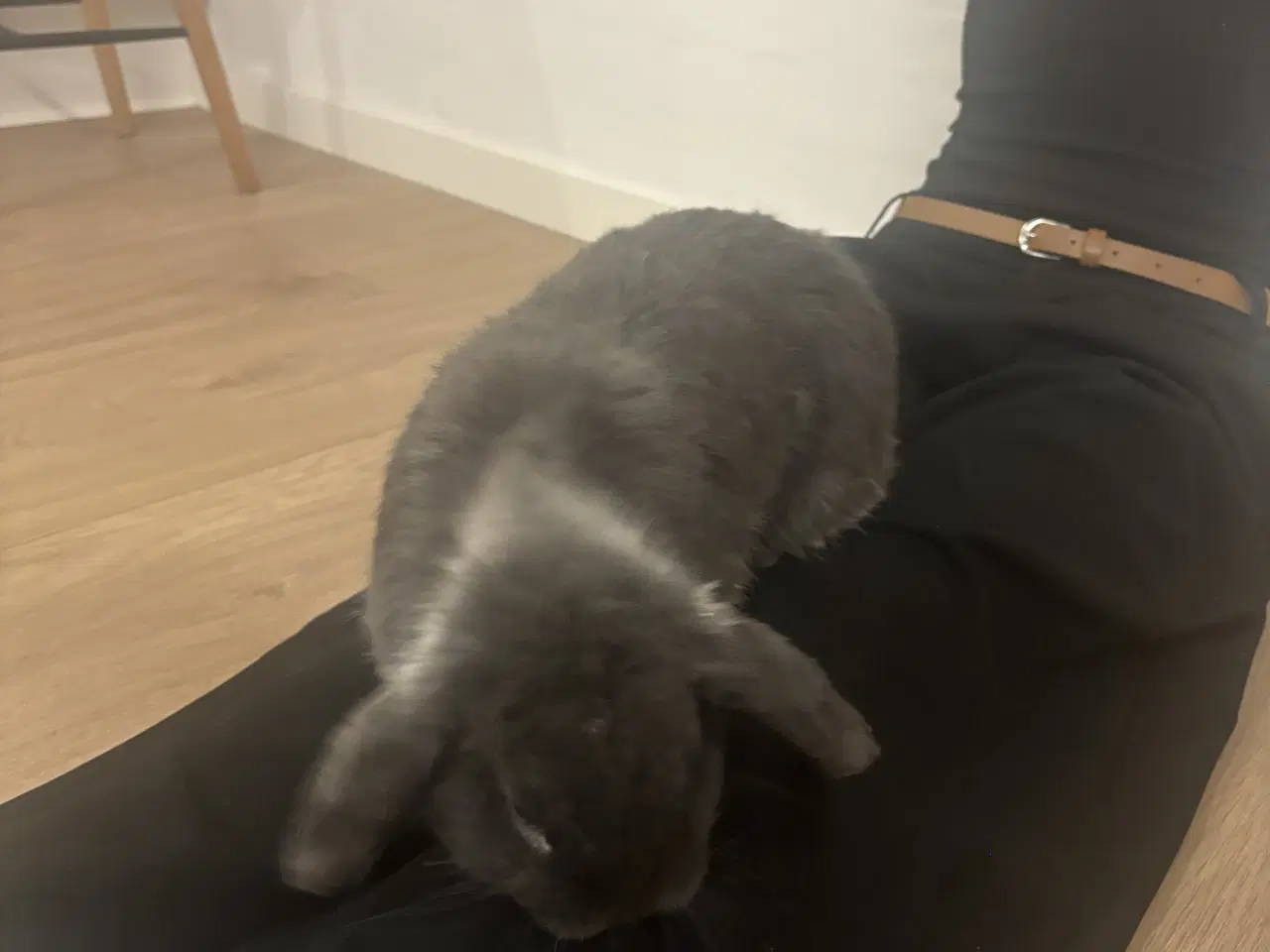 Billede 2 - Mini lop Kanin