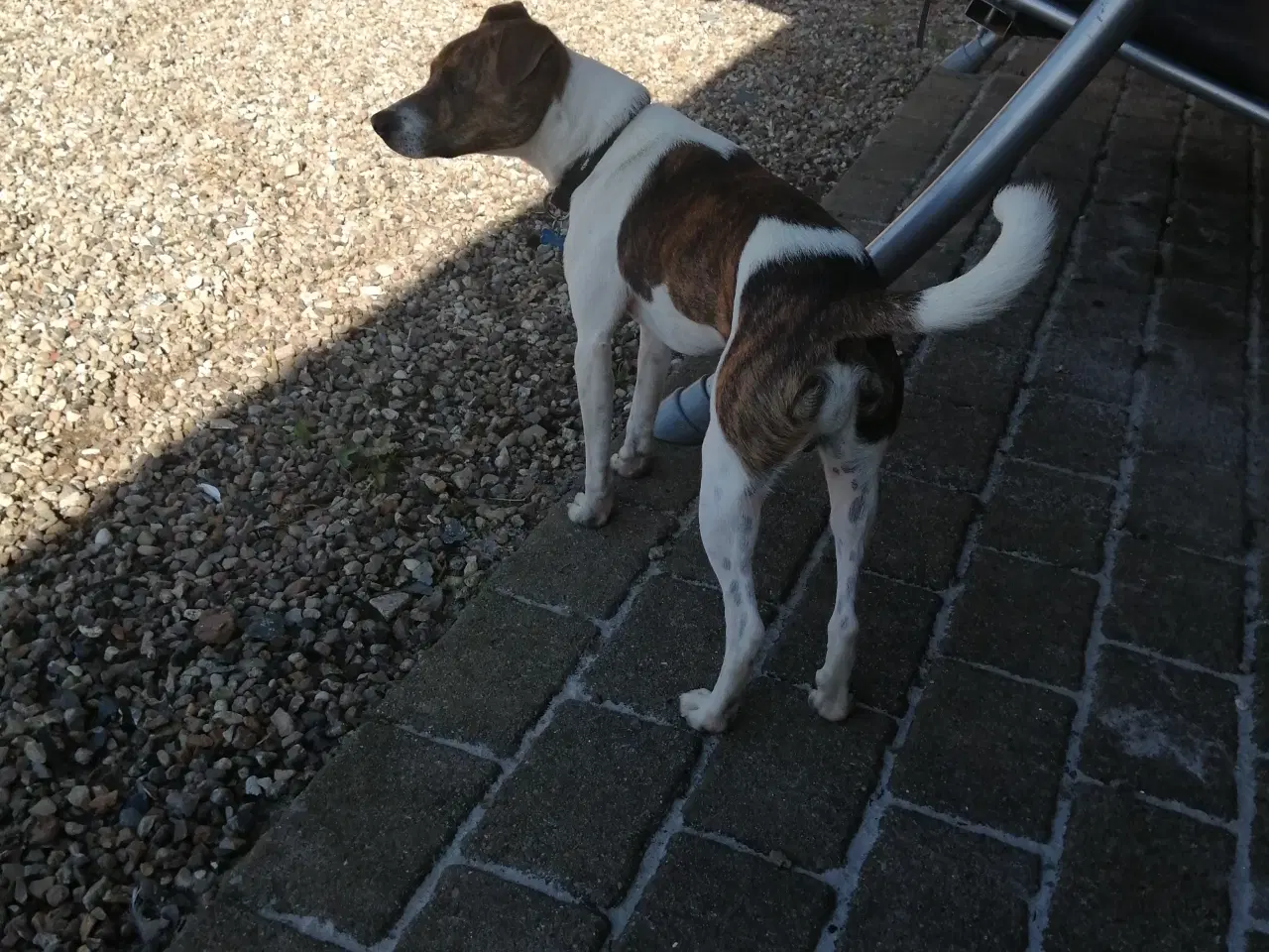 Billede 4 - Hundeavl