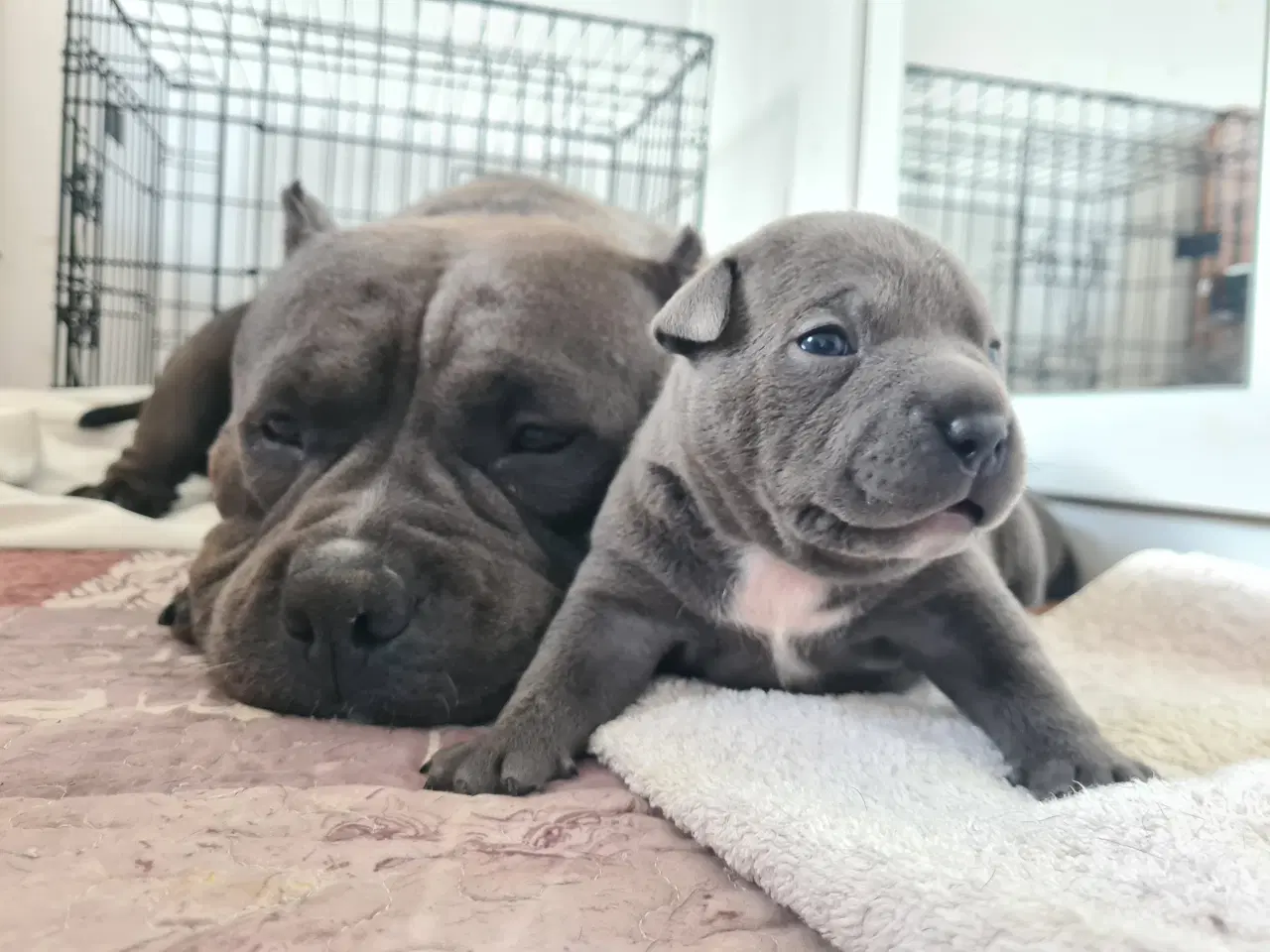 Billede 4 - American Bully Pocket - hvalpe 