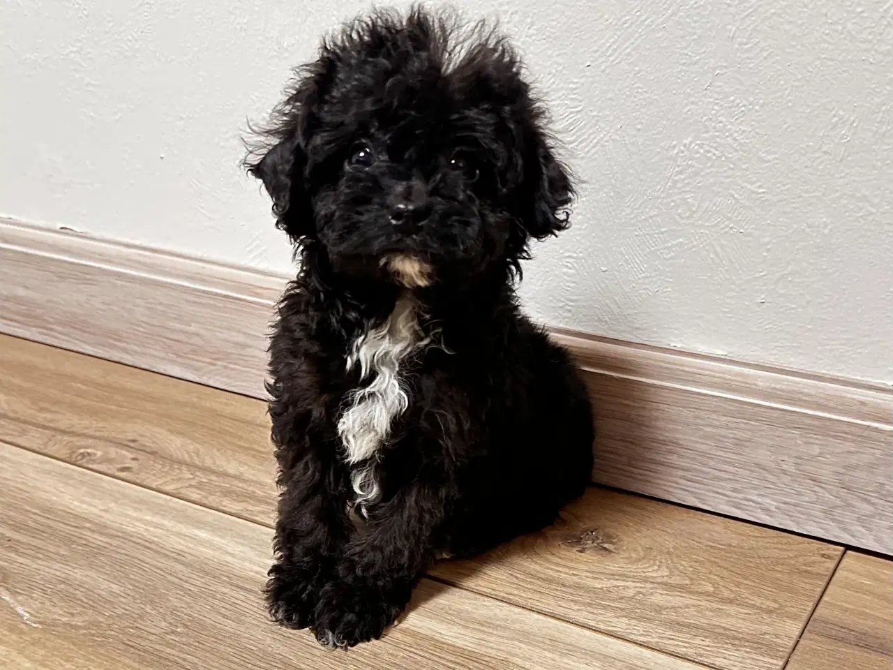 Billede 16 - Cavapoo F2B 