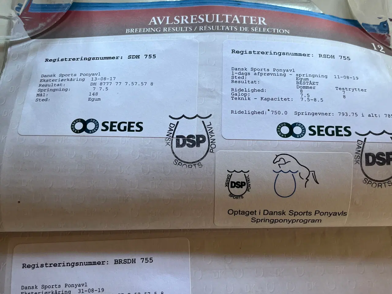 Billede 5 - Skøn 1. Pony til den erfarne rytter