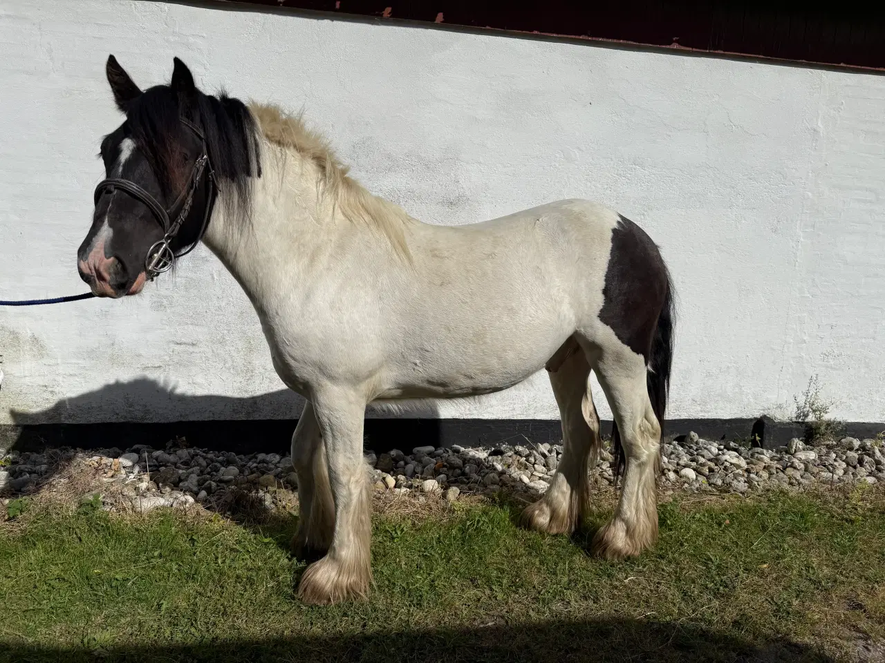 Billede 1 - Irish cob vallak 2 år