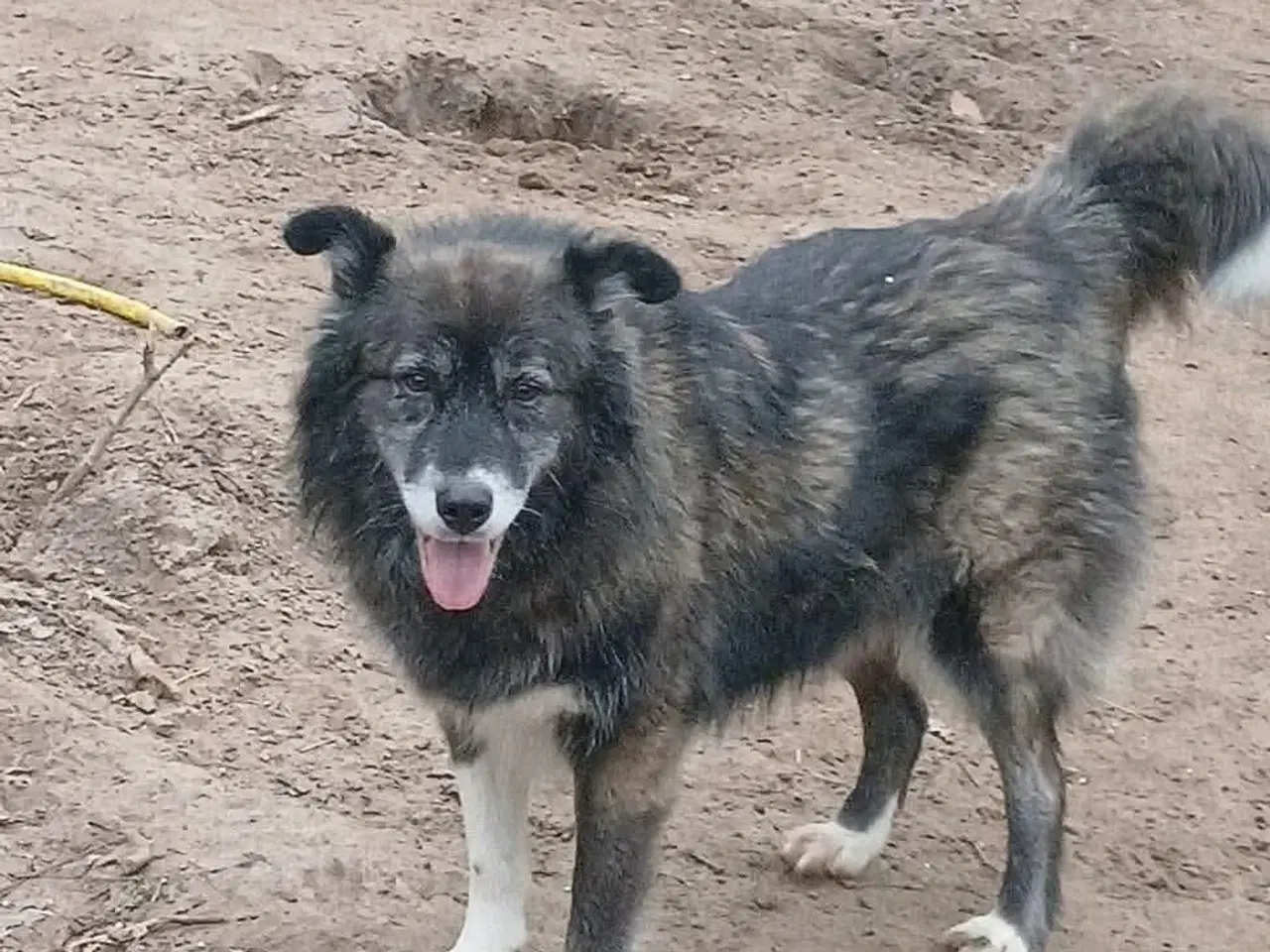 Billede 7 - Vidunderlige Viva søger sin helt egen familie 💝🫶