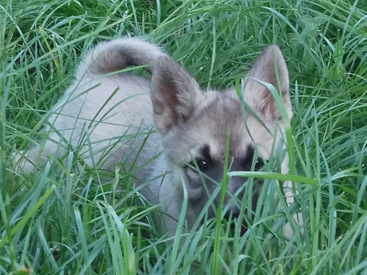 Billede 4 - Husky blandinger 