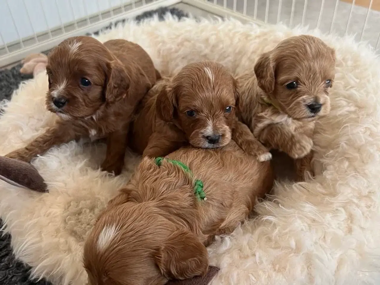 Billede 4 - Cavapoo F1