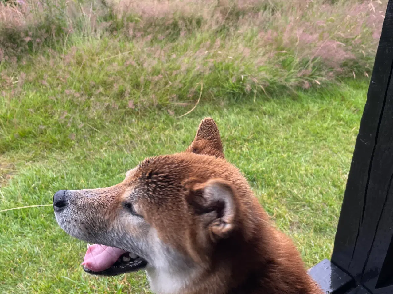 Billede 6 - Shiba Inu, han 2 år