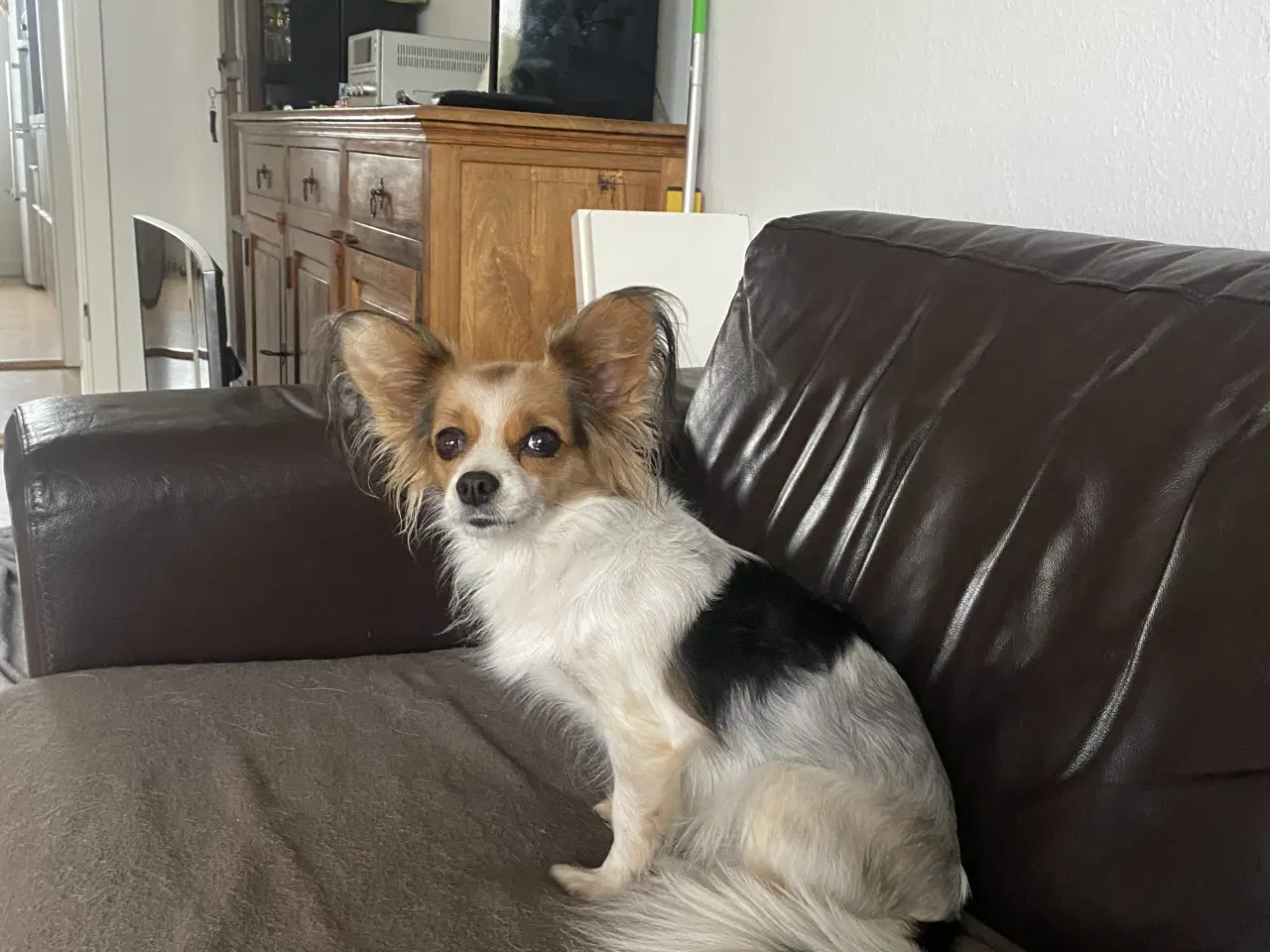 Billede 1 - Bella søger nyt hjem